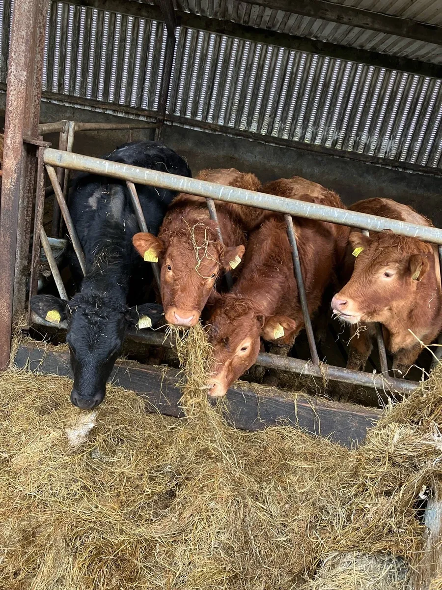 Weanlings Tuam mart 16 Feb - Image 1