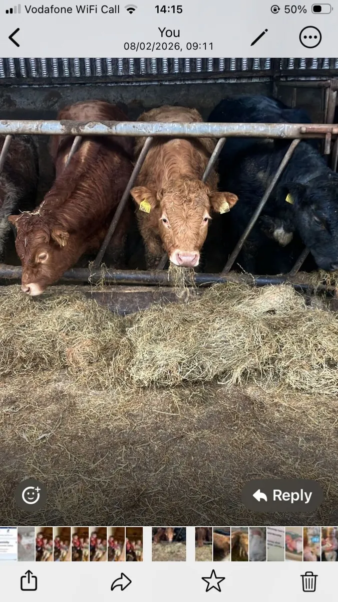 Weanlings Tuam mart 16 Feb - Image 2
