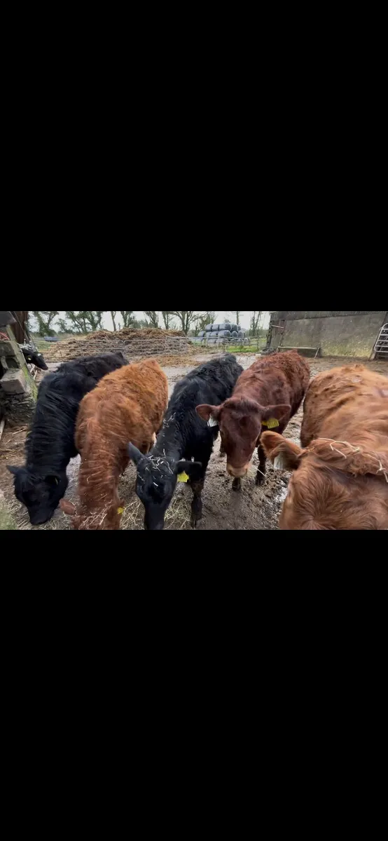 5 limousine weanling heifers - Image 2
