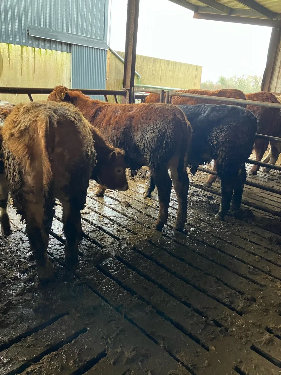 Weanlings Tuam mart 16 Feb - Image 3