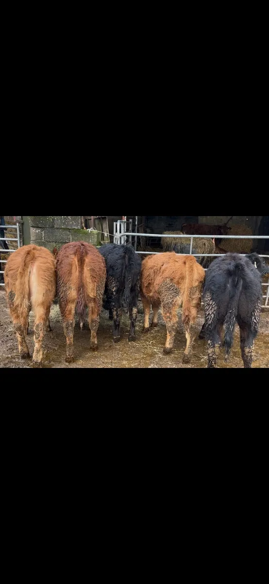 5 limousine weanling heifers - Image 1