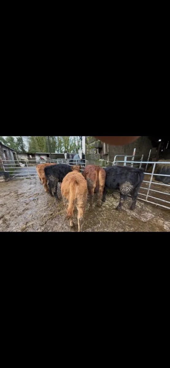 5 limousine weanling heifers - Image 3