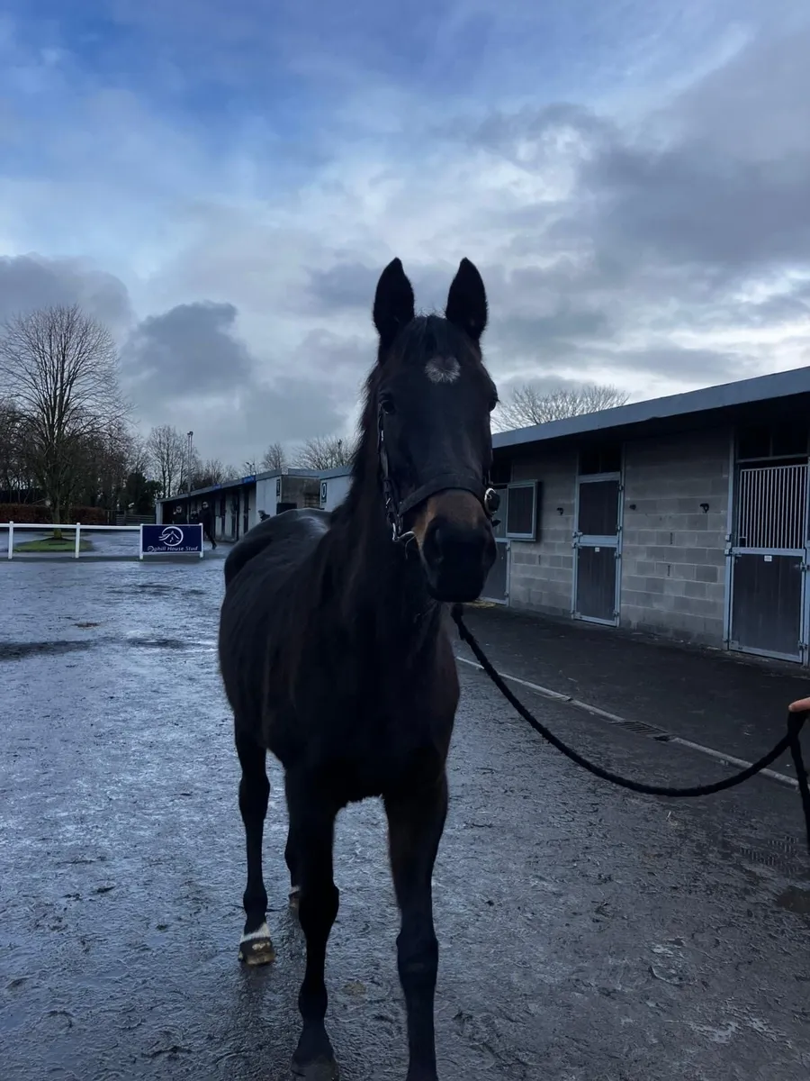 Thoroughbred Mare - Image 1