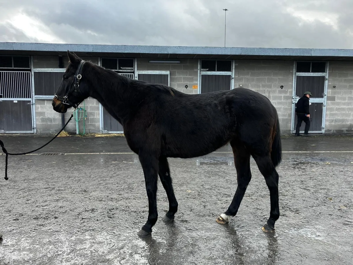 Thoroughbred Mare - Image 3