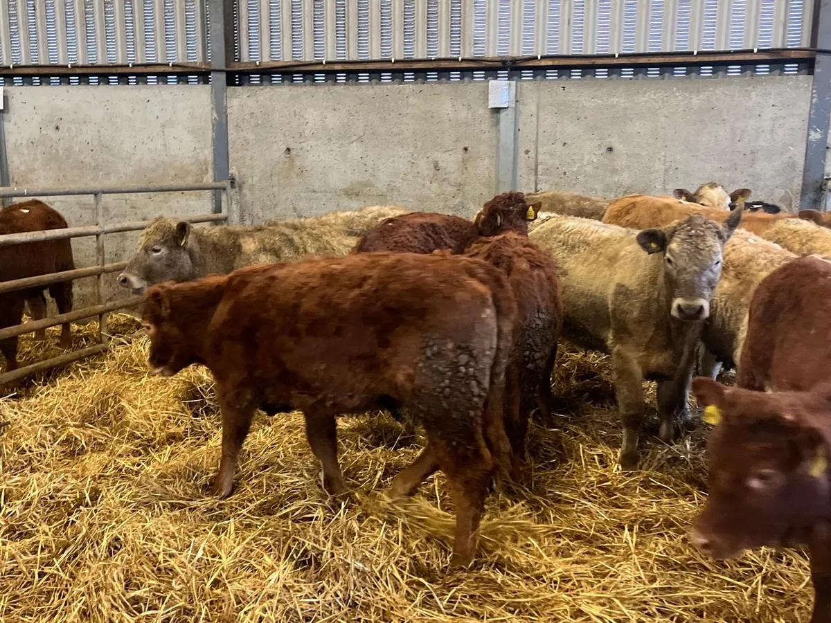 12 super 300 kg suckler bred heifers - Image 1