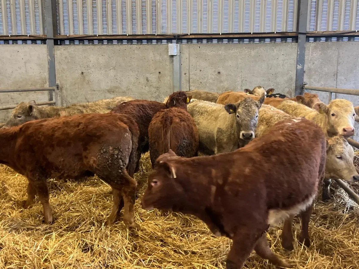 12 super 300 kg suckler bred heifers - Image 3