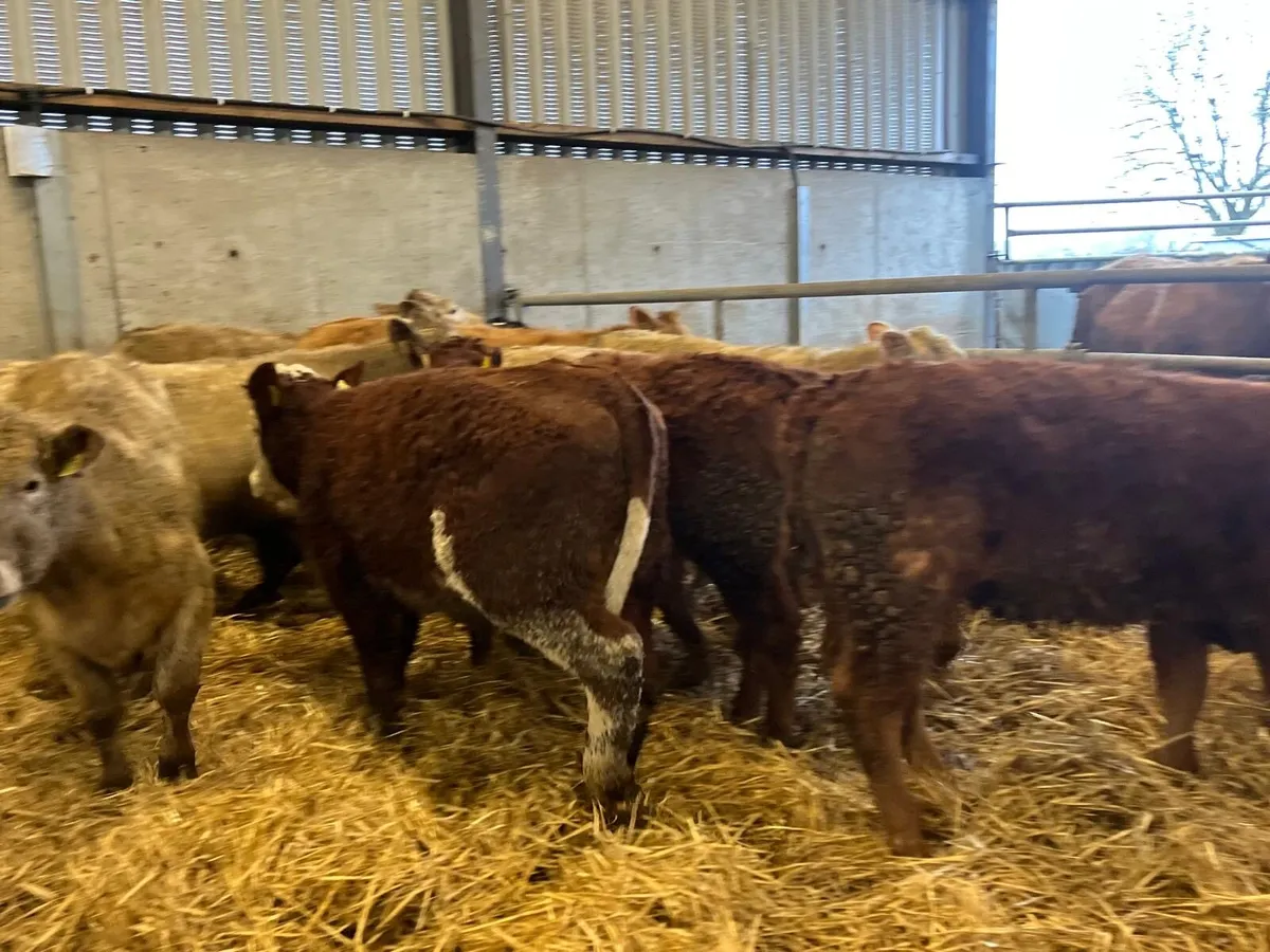 12 super 300 kg suckler bred heifers - Image 4