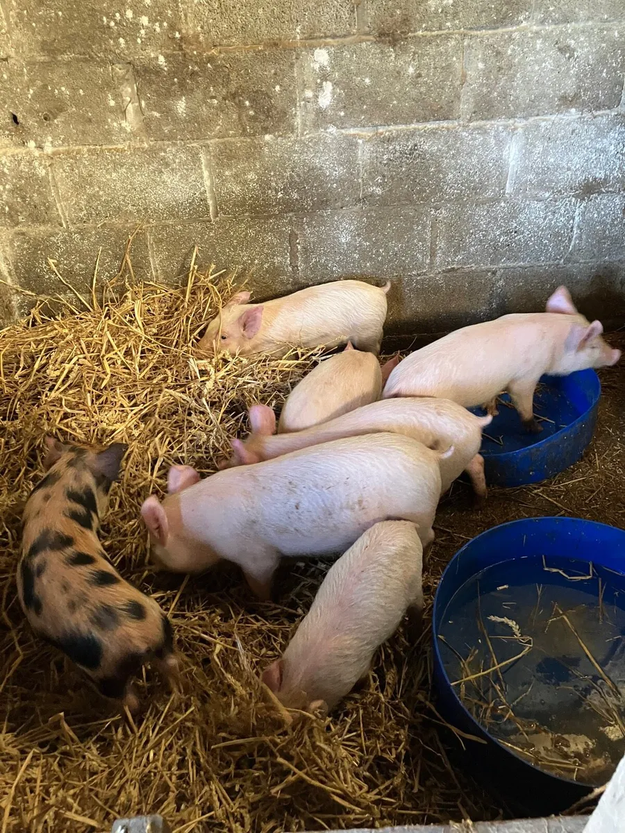 Bonhams/ piglets - Image 3