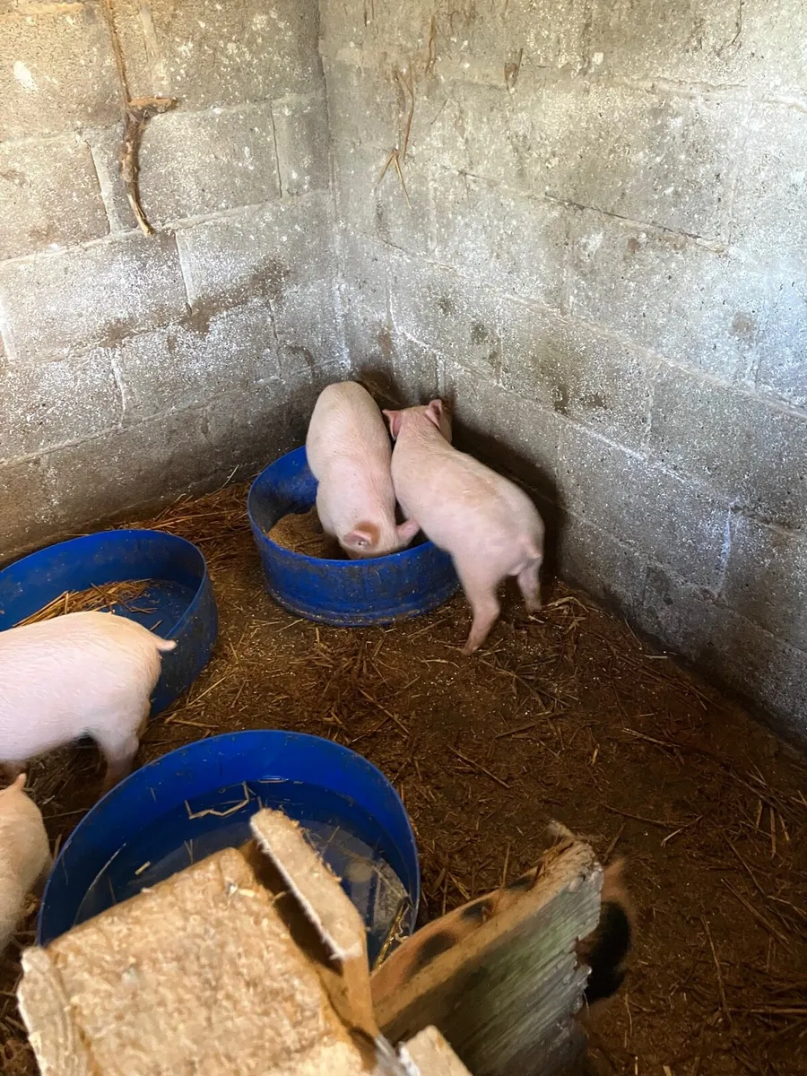 Bonhams/ piglets - Image 4