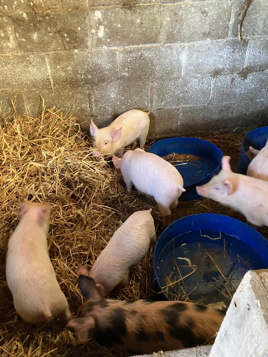 Bonhams/ piglets - Image 2