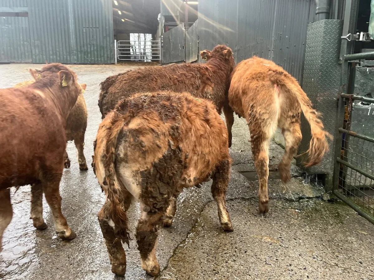 8 super u grade red limosin heifers - Image 4