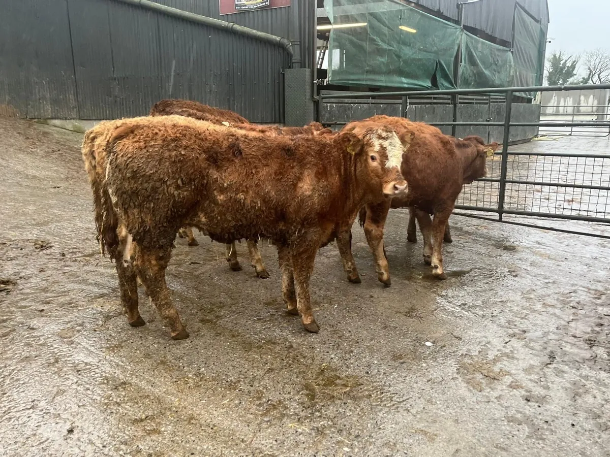 8 super u grade red limosin heifers - Image 3