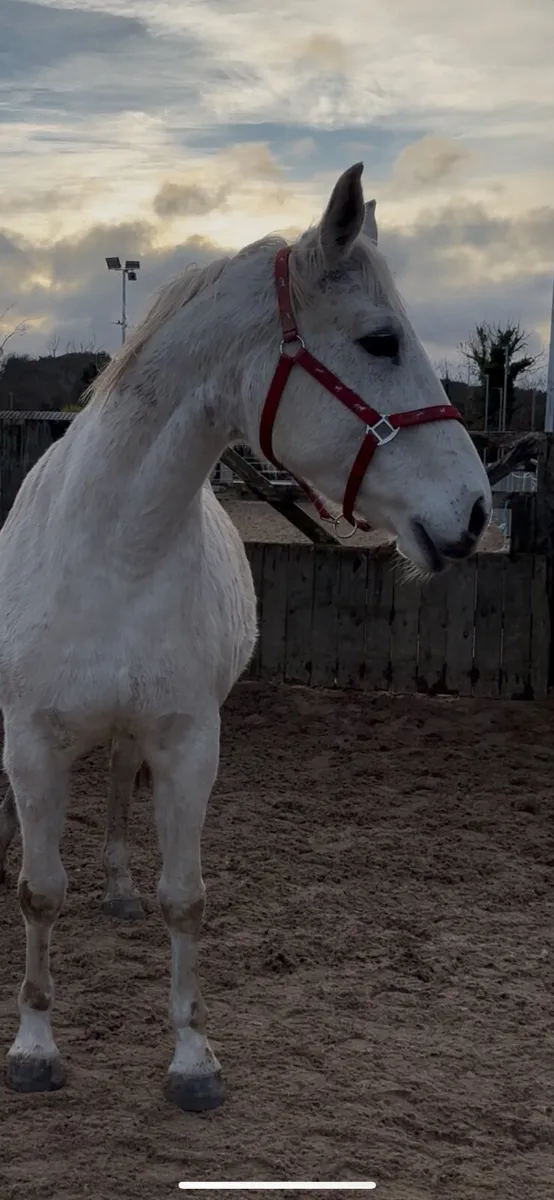 2 lovely broodmares - Image 2