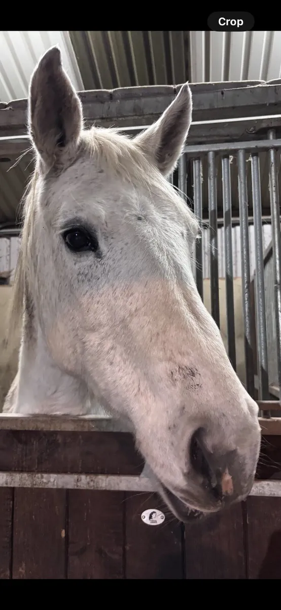 2 lovely broodmares - Image 3