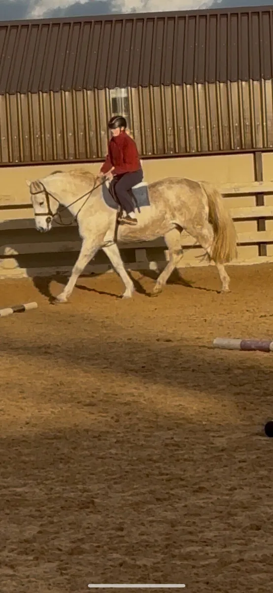 2 lovely broodmares - Image 1