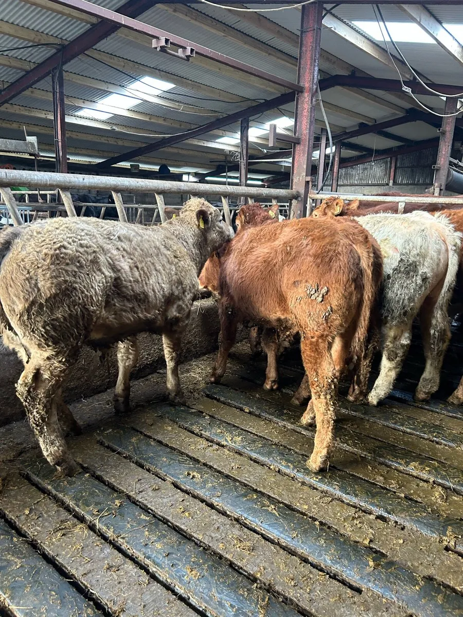 Continental Weanling Bullocks - Image 2