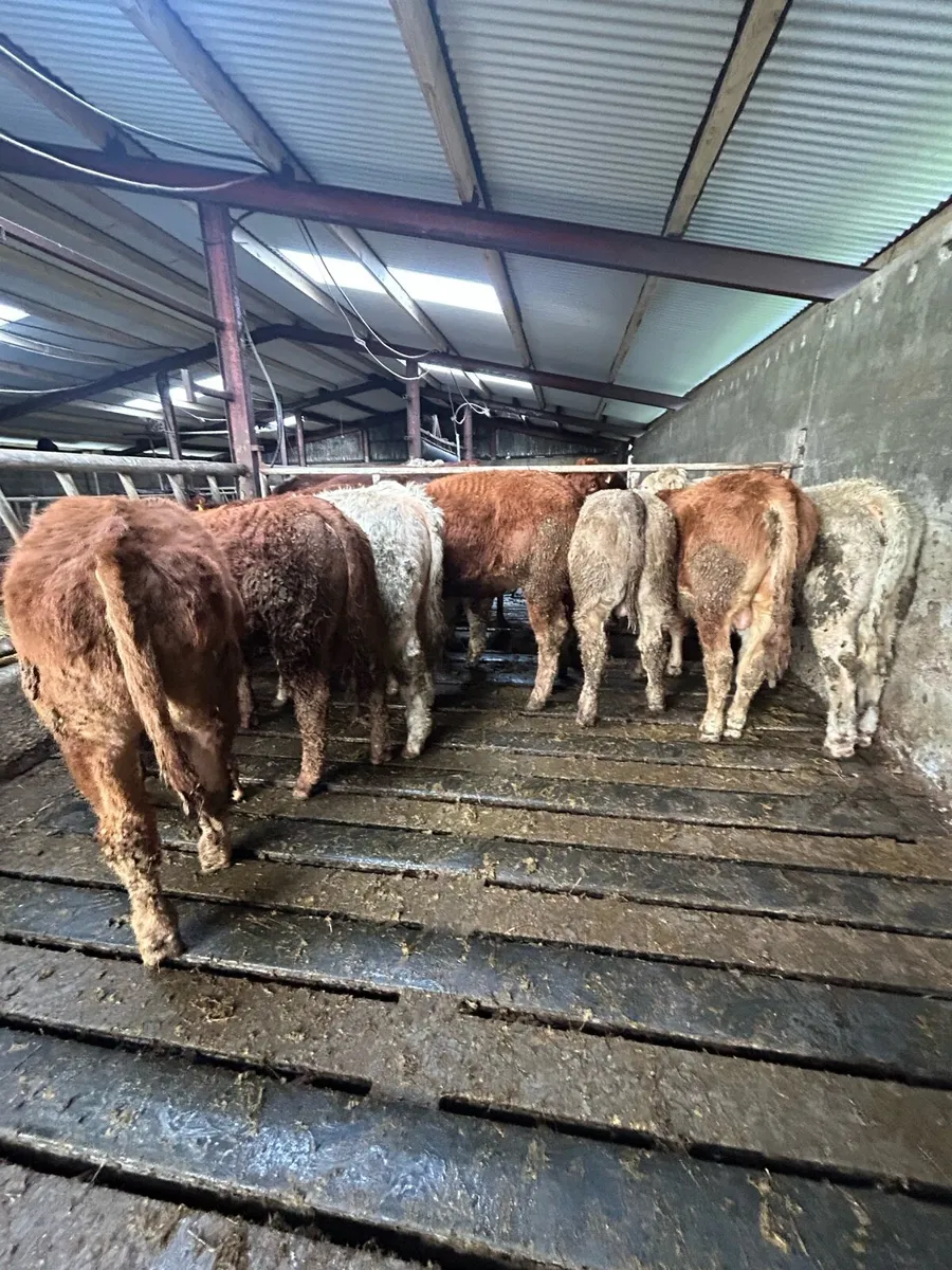 Continental Weanling Bullocks - Image 1