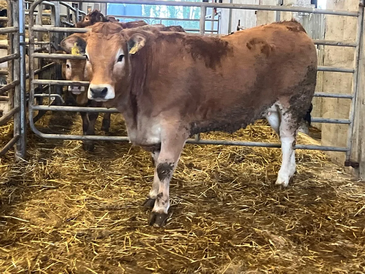 Purebred aubrac 5 star heifer - Image 4