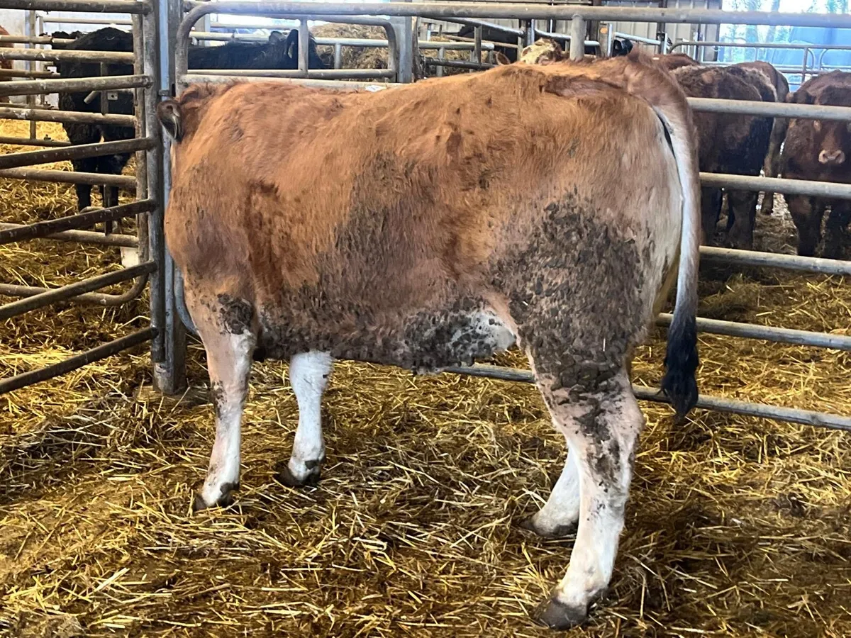 Purebred aubrac 5 star heifer - Image 2