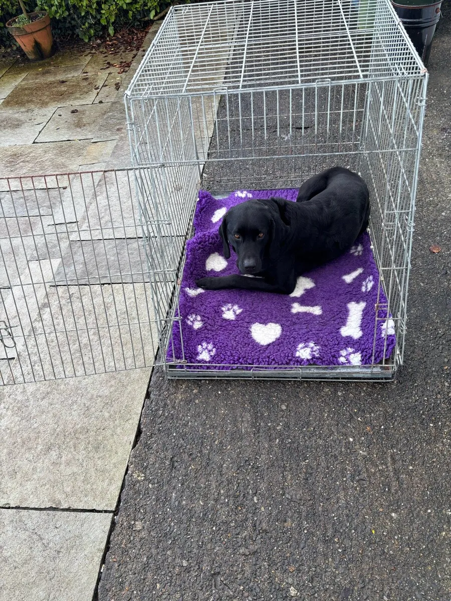 Dog Crate - Image 1