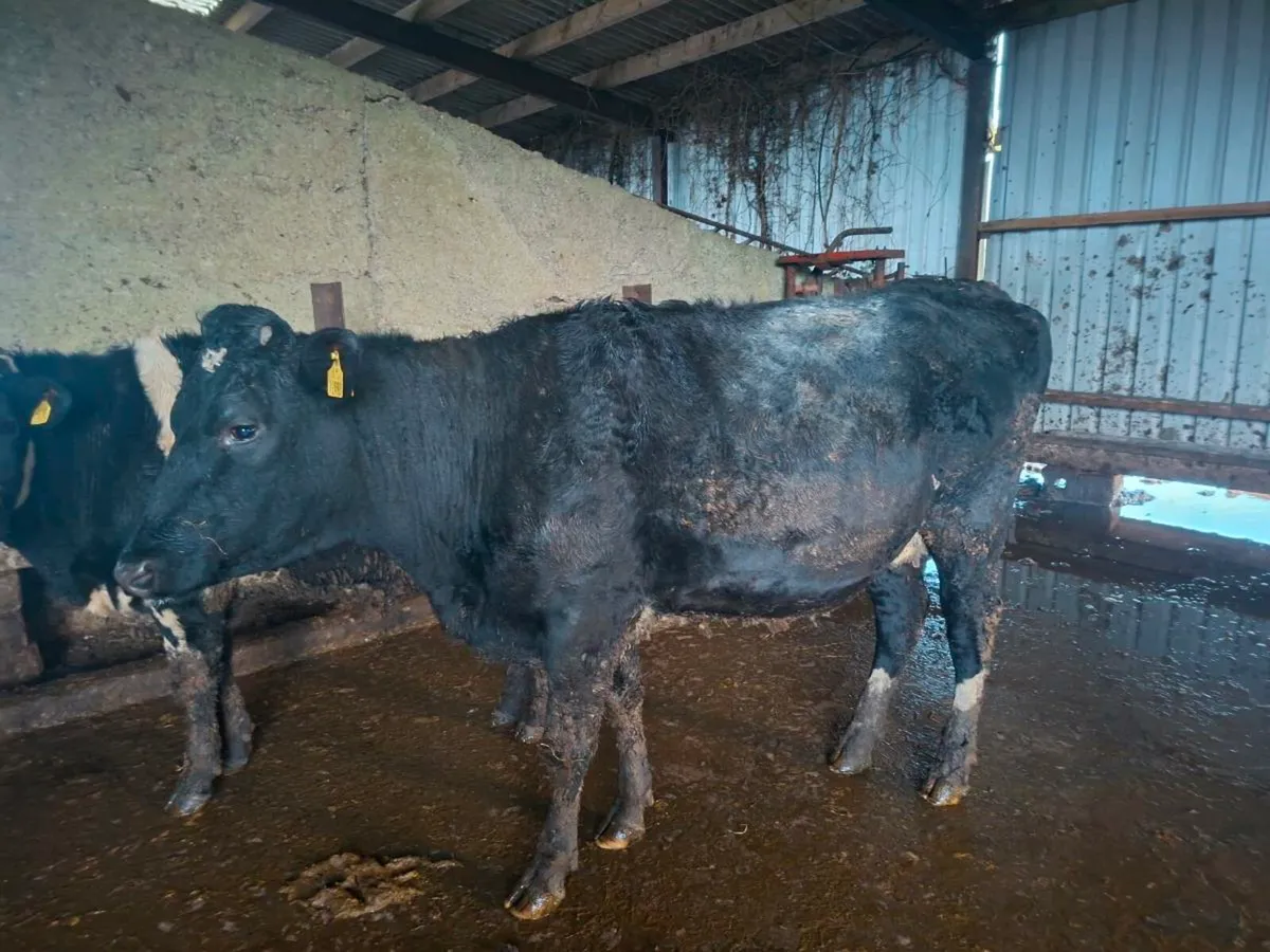 2 In Calf FR Heifers - Image 1