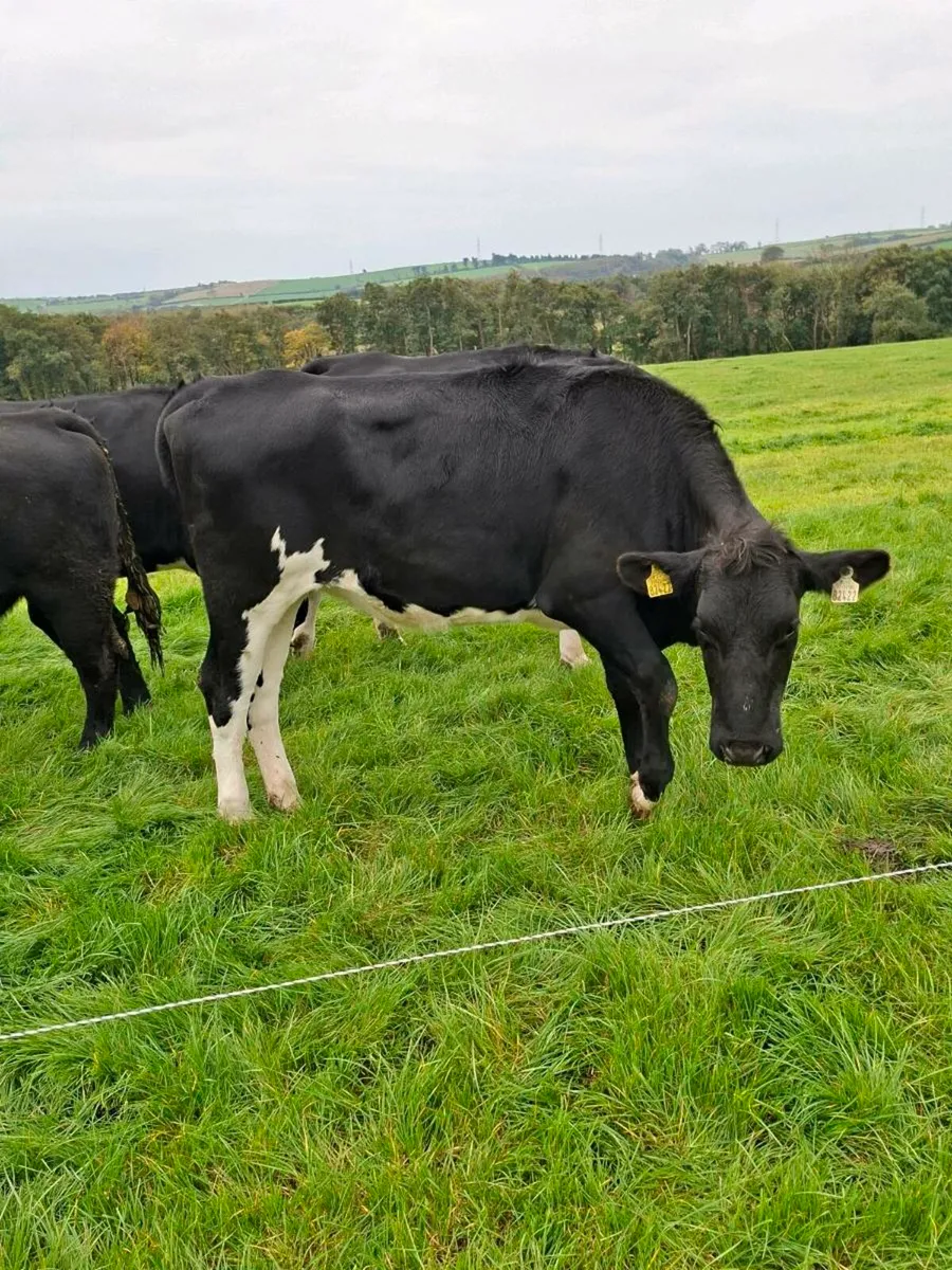 2 In Calf FR Heifers - Image 2
