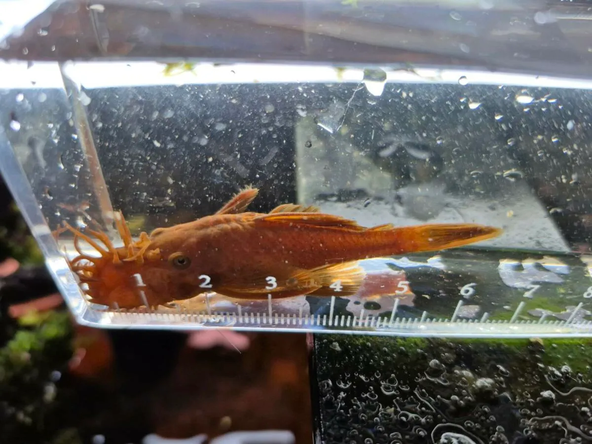 Super Red plecos. Short fin & Long fin. - Image 1