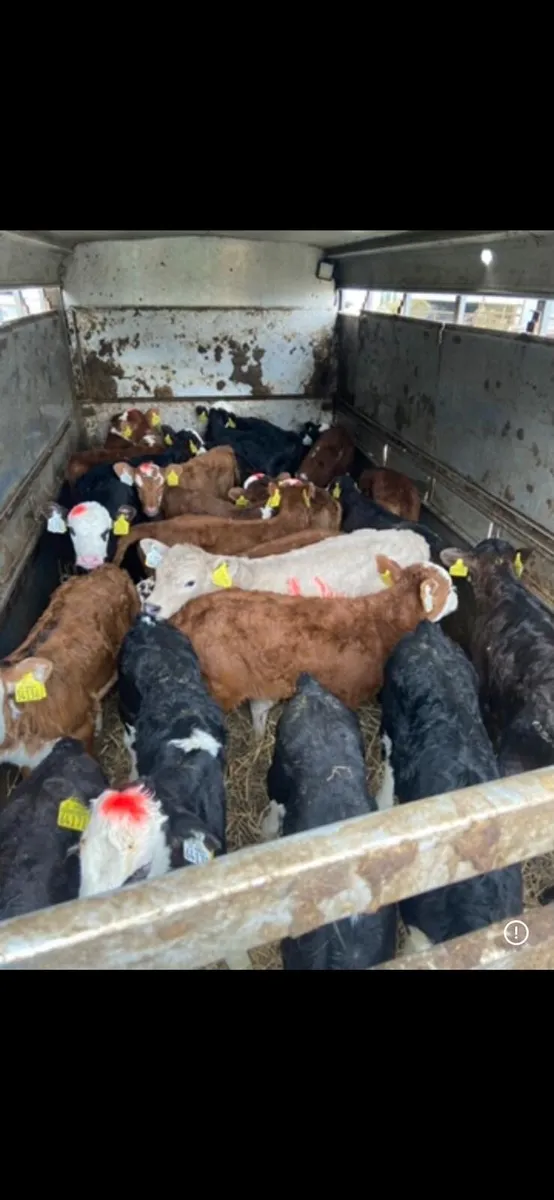 *SUCK CALVES - Image 1