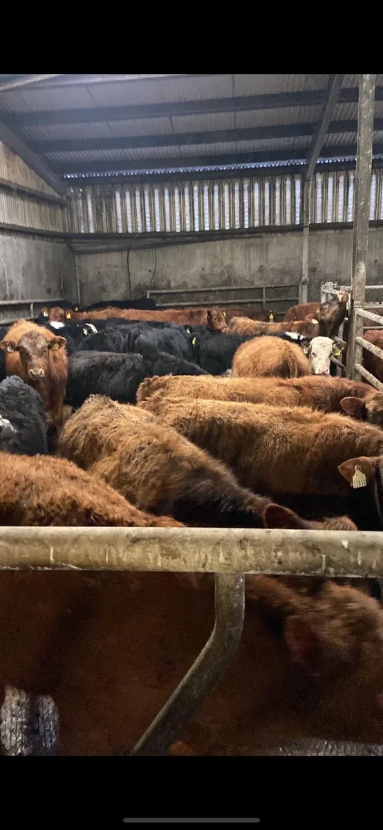 *SUCK CALVES - Image 2