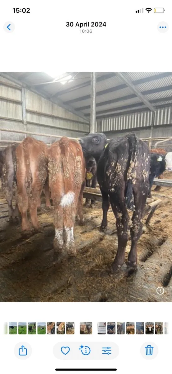 *SUCK CALVES - Image 3