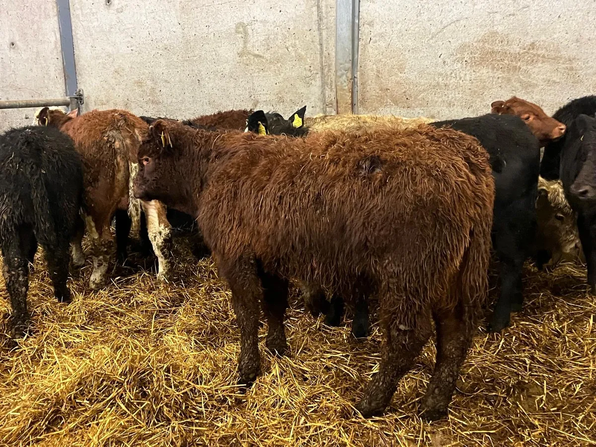 9 super continental bull weanlings - Image 1