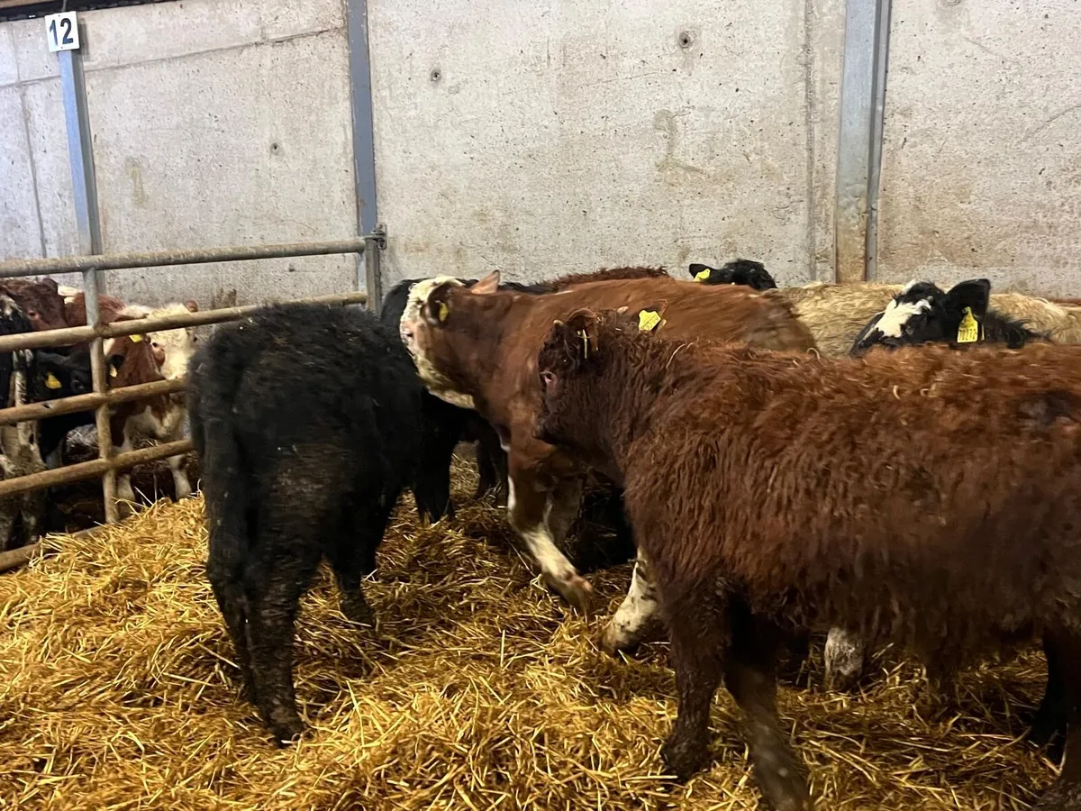 9 super continental bull weanlings - Image 3