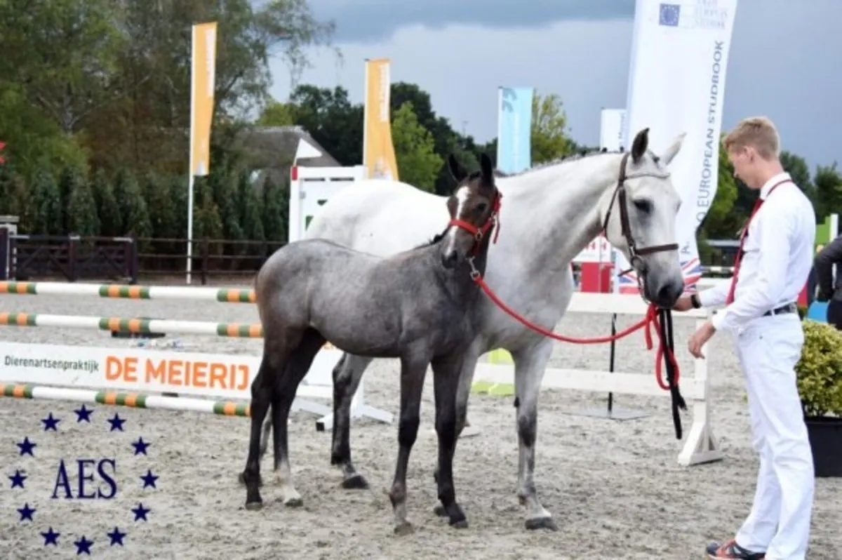 Grade A Broodmare Dam of 1.40m Horse