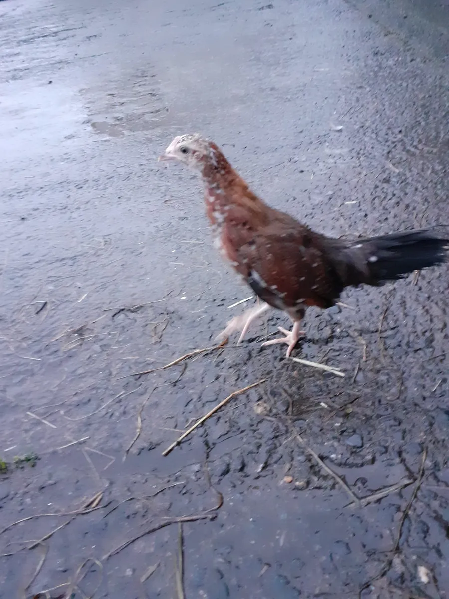 Bantams,  indian runners,  chinese gander - Image 3