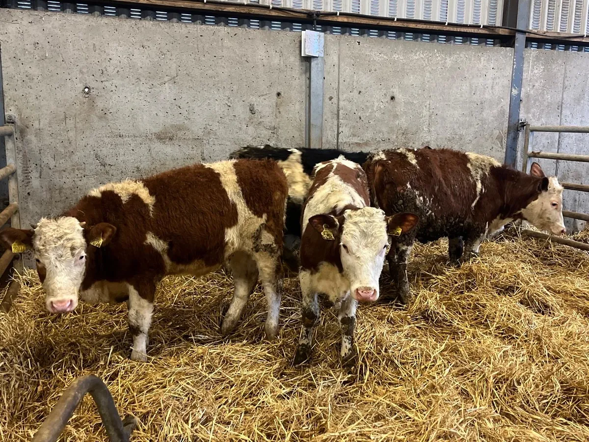 5 super Simmental weanling heifers - Image 2