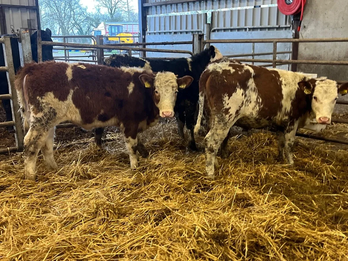 5 super Simmental weanling heifers - Image 3
