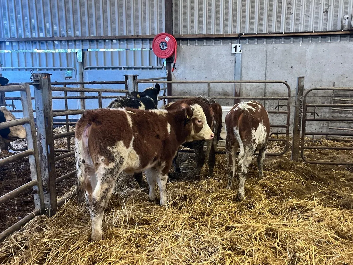 5 super Simmental weanling heifers - Image 1
