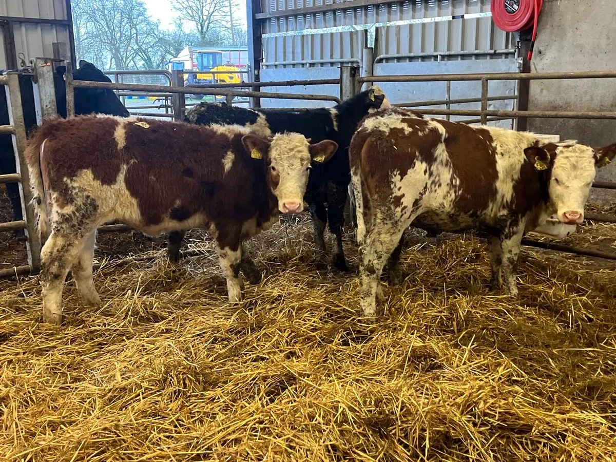 5 super Simmental weanling heifers - Image 4