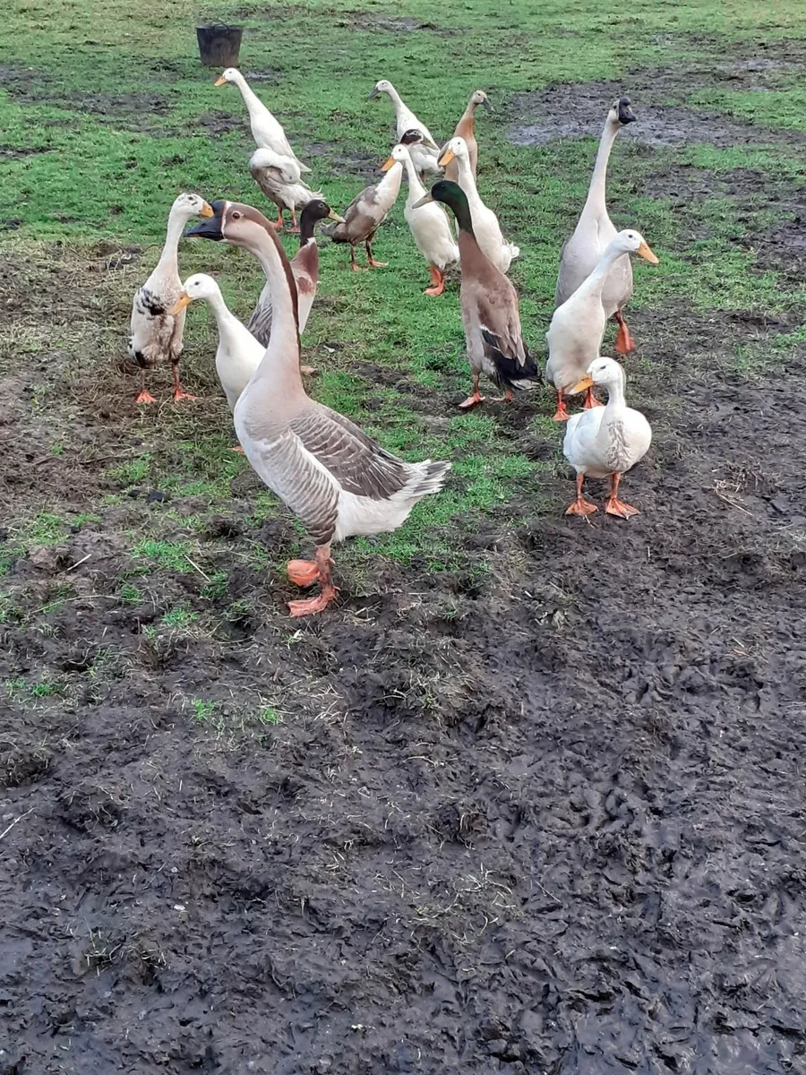Bantams,  indian runners,  chinese gander - Image 1