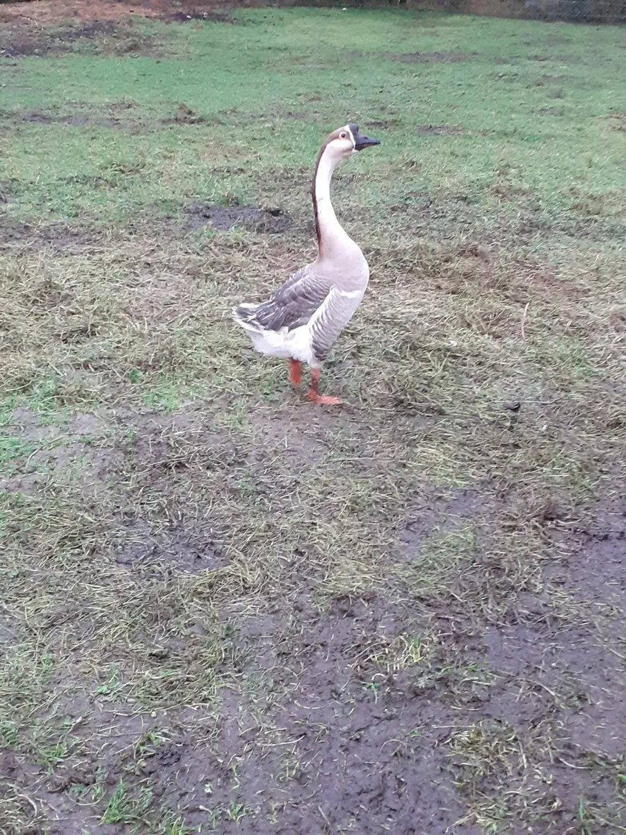 Bantams,  indian runners,  chinese gander - Image 4
