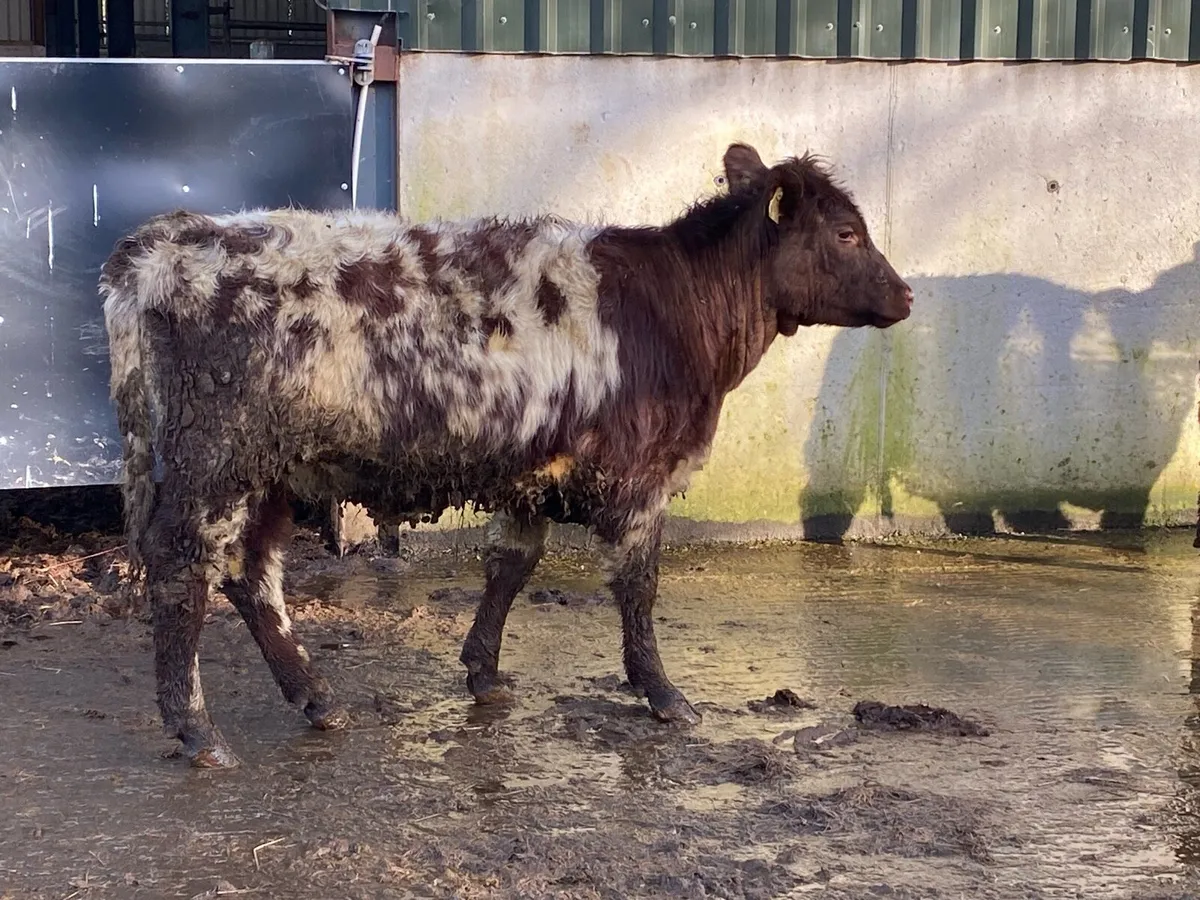 5 ⭐ PBNR Shorthorn Heifer for Breeding - Image 2