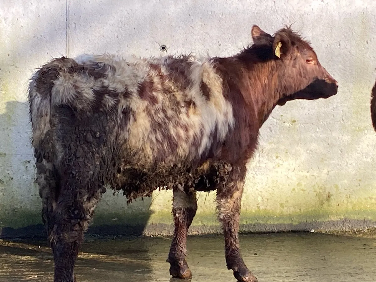 5 ⭐ PBNR Shorthorn Heifer for Breeding - Image 3