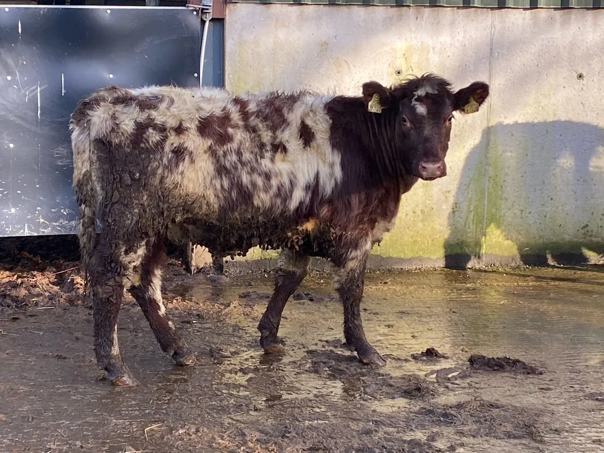 5 ⭐ PBNR Shorthorn Heifer for Breeding - Image 1