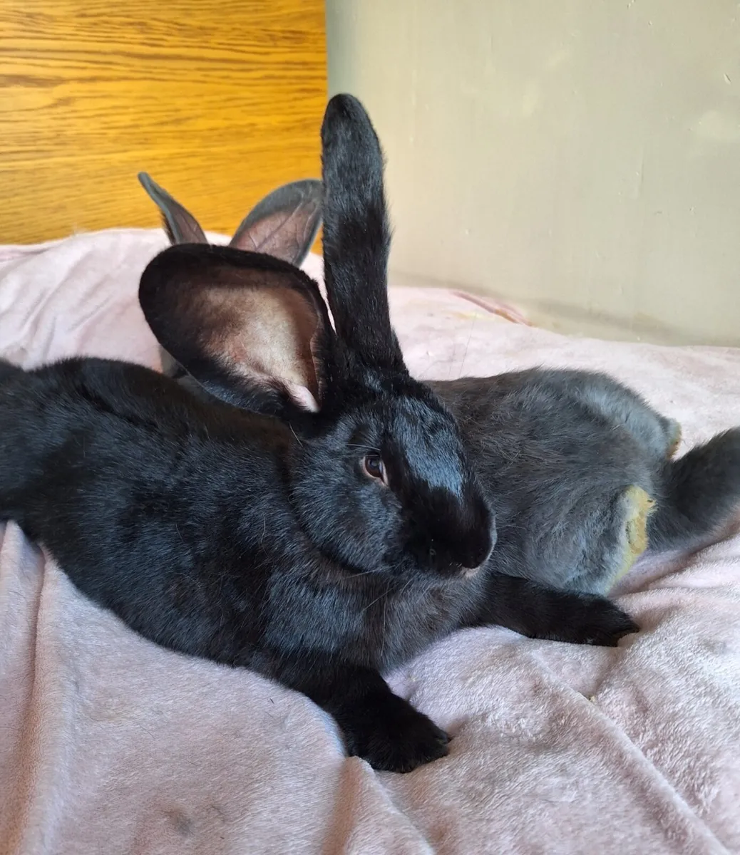 Giant rabbits - Image 2