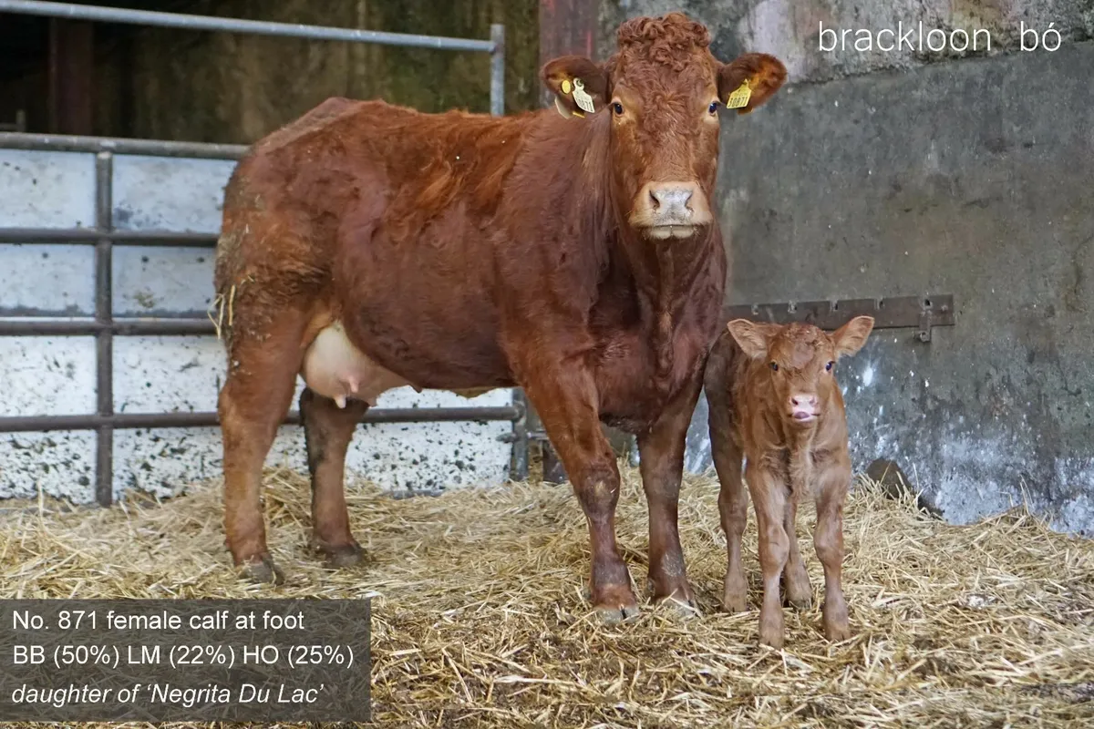 Heifer - 'calf at foot' - Image 2