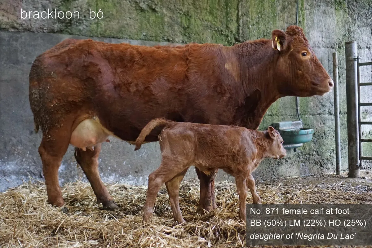 Heifer - 'calf at foot' - Image 3