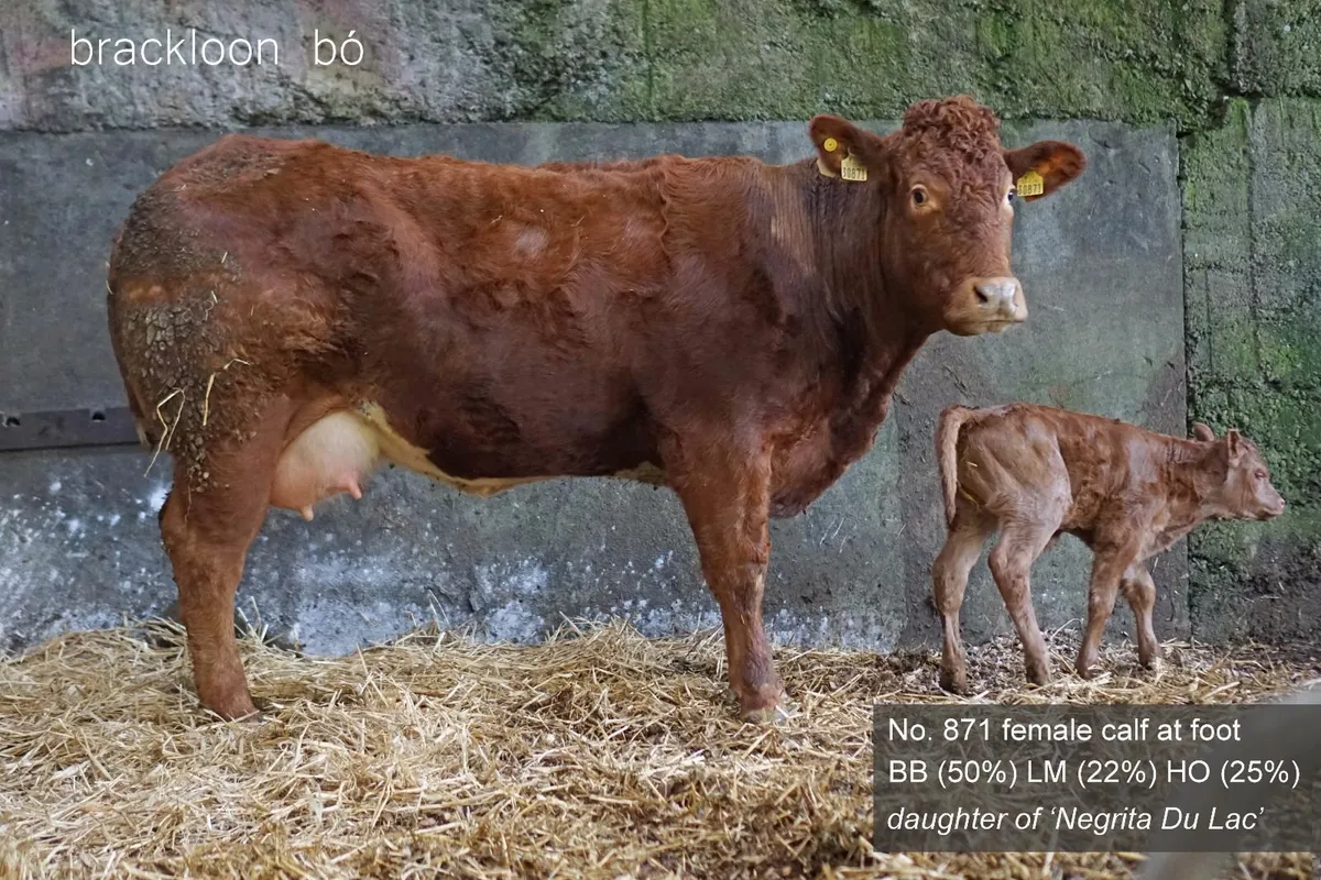 Heifer - 'calf at foot' - Image 1