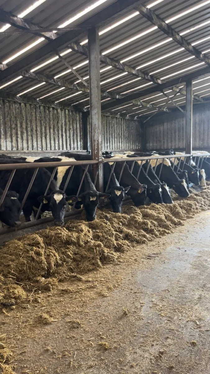 48 Friesian bullocks - Image 1