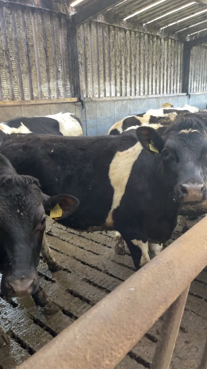 48 Friesian bullocks - Image 4