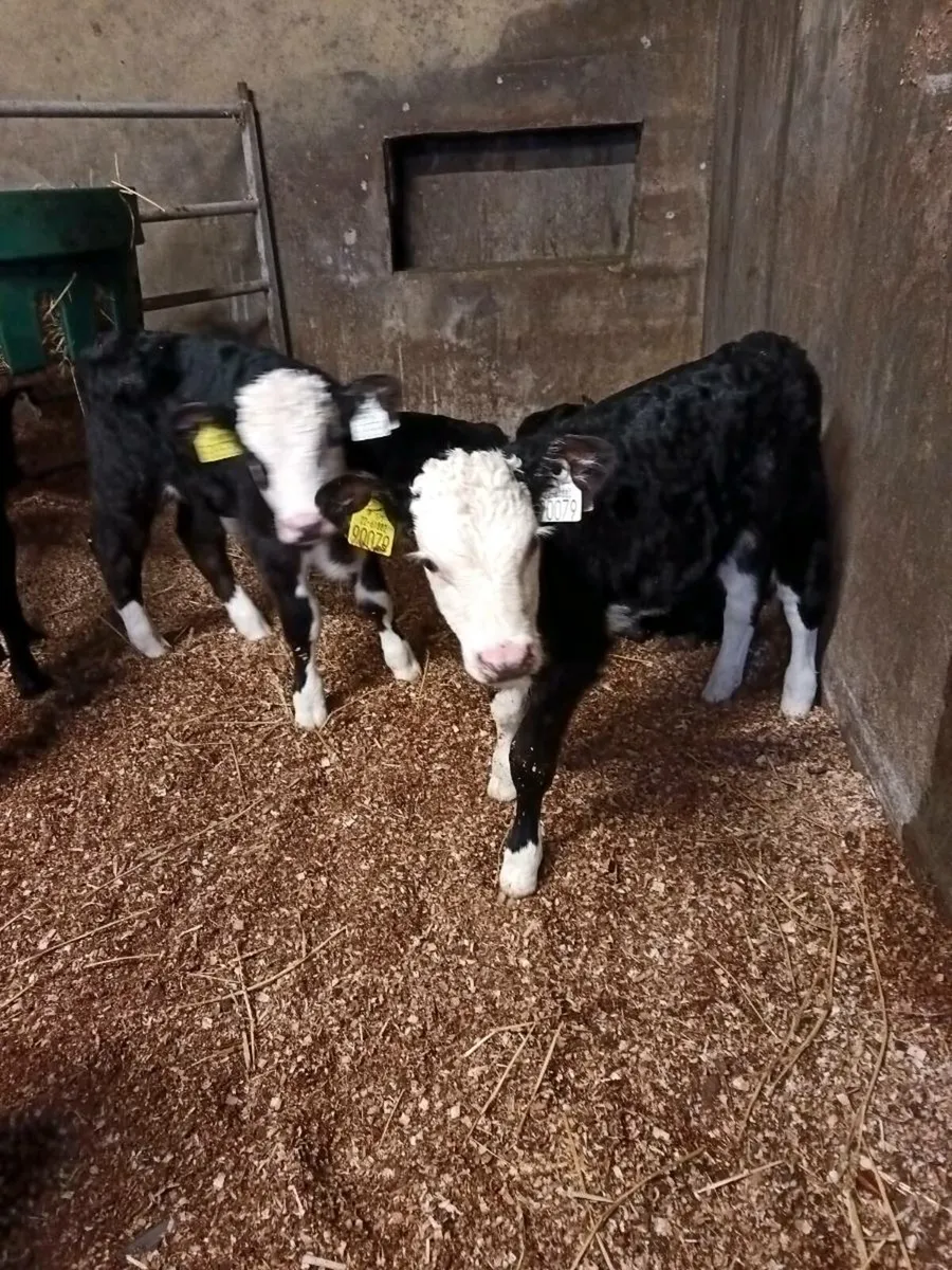Angus Hereford Calves - Image 1